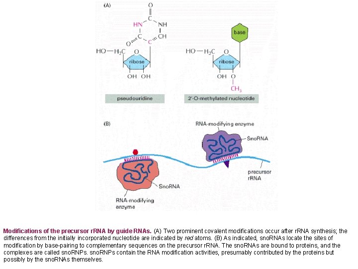 Modifications of the precursor r. RNA by guide RNAs. (A) Two prominent covalent modifications