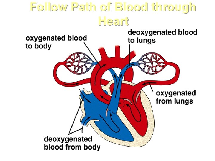 Follow Path of Blood through Heart Follow Path of Blood through Heart