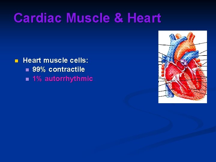 Cardiac Muscle & Heart n Heart muscle cells: n 99% contractile n 1% autorrhythmic