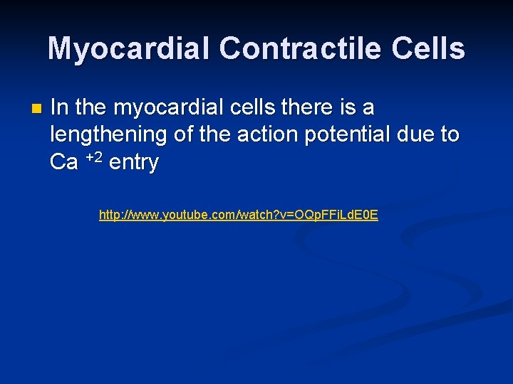 Myocardial Contractile Cells n In the myocardial cells there is a lengthening of the