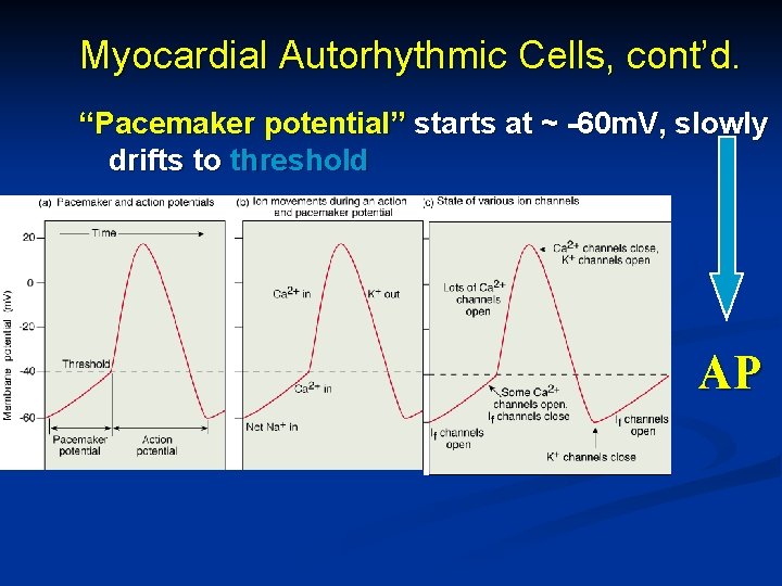 Myocardial Autorhythmic Cells, cont’d. “Pacemaker potential” starts at ~ -60 m. V, slowly drifts