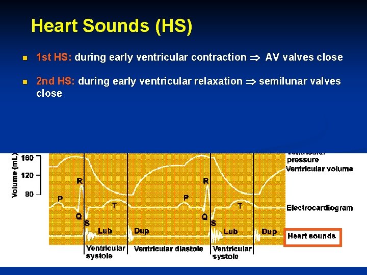 Heart Sounds (HS) n 1 st HS: during early ventricular contraction AV valves close Heart Sounds (HS) n 1 st HS: during early ventricular contraction AV valves close