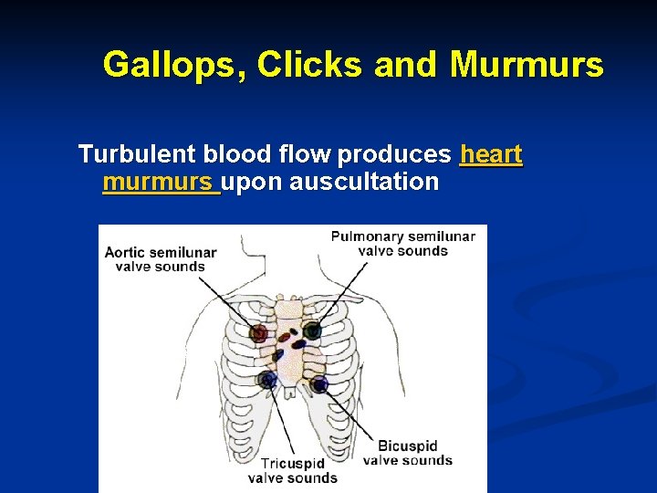 Gallops, Clicks and Murmurs Turbulent blood flow produces heart murmurs upon auscultation Gallops, Clicks and Murmurs Turbulent blood flow produces heart murmurs upon auscultation