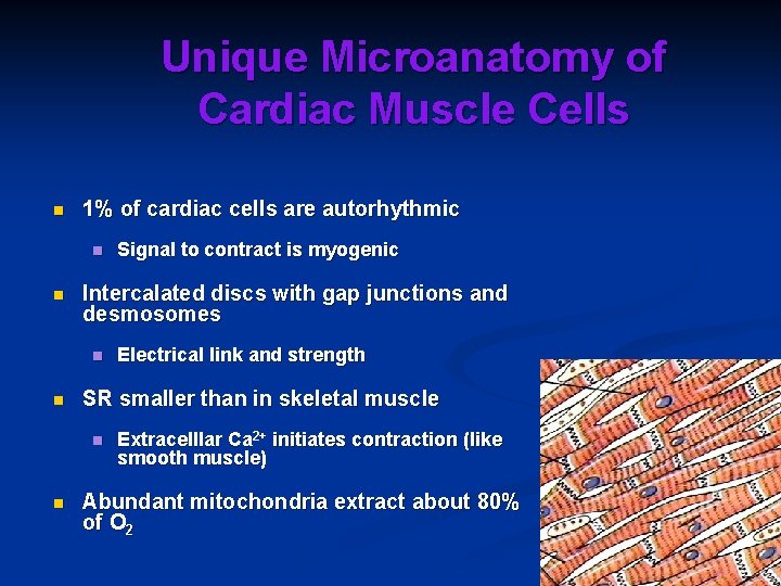 Unique Microanatomy of Cardiac Muscle Cells n 1% of cardiac cells are autorhythmic n