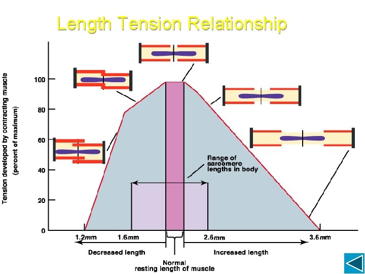 Length Tension Relationship Length Tension Relationship