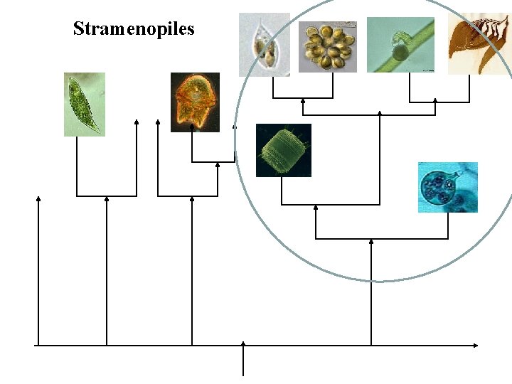 Stramenopiles 