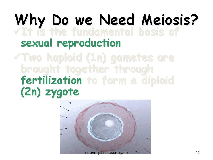 Why Do we Need Meiosis? üIt is the fundamental basis of sexual reproduction üTwo