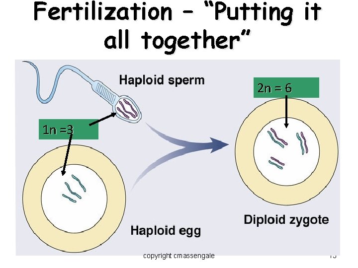 Fertilization – “Putting it all together” 2 n = 6 1 n =3 copyright