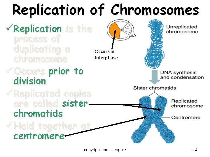 Replication of Chromosomes ü Replication is the process of duplicating a Occurs in Interphase