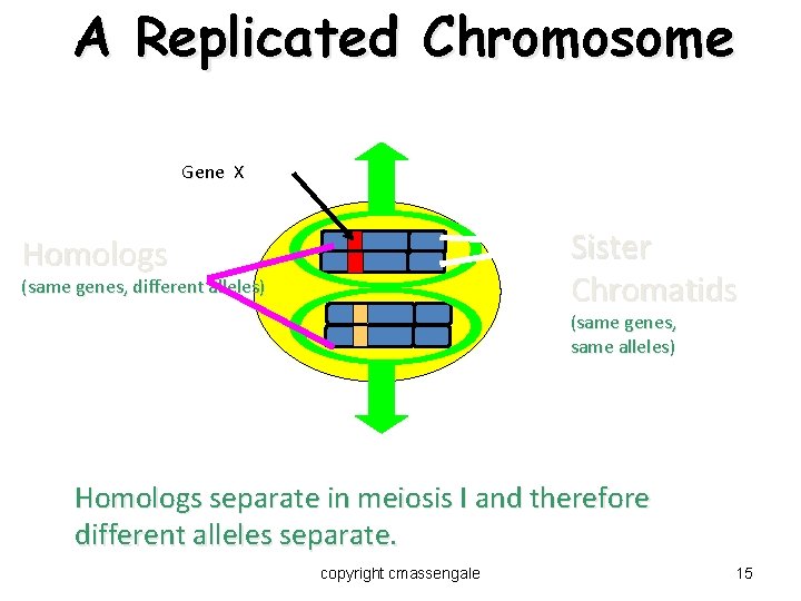A Replicated Chromosome Gene X Sister Chromatids Homologs (same genes, different alleles) (same genes,