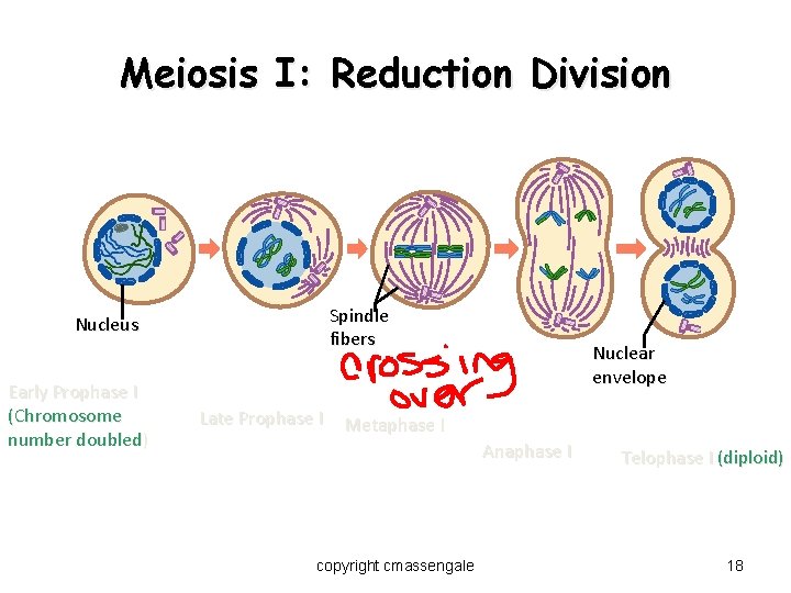 Meiosis I: Reduction Division Spindle fibers Nucleus Early Prophase I (Chromosome number doubled) Late