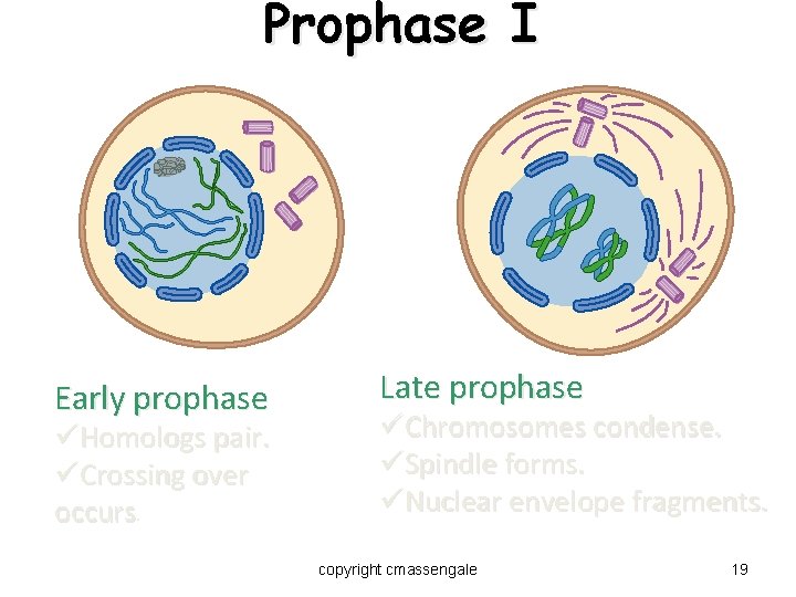 Prophase I Early prophase üHomologs pair. üCrossing over occurs. Late prophase üChromosomes condense. üSpindle