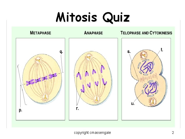 Mitosis Quiz copyright cmassengale 2 