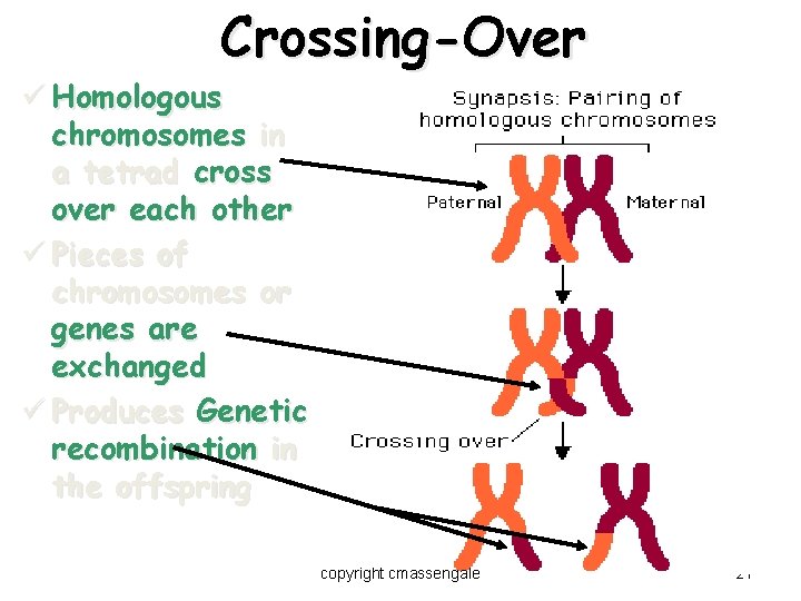 Crossing-Over ü Homologous chromosomes in a tetrad cross over each other ü Pieces of