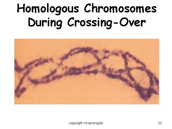 Homologous Chromosomes During Crossing-Over copyright cmassengale 22 