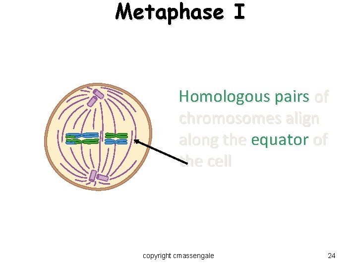 Metaphase I Homologous pairs of chromosomes align along the equator of the cell copyright