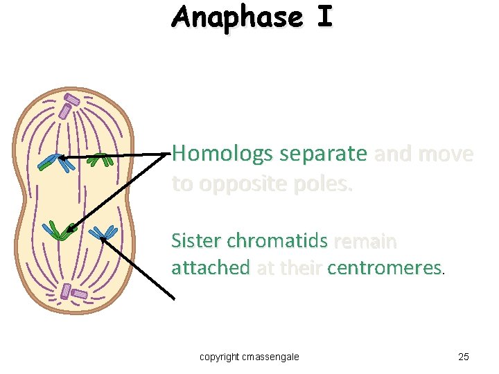 Anaphase I Homologs separate and move to opposite poles. Sister chromatids remain attached at