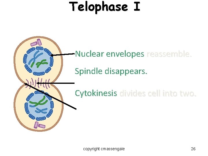Telophase I Nuclear envelopes reassemble. Spindle disappears. Cytokinesis divides cell into two. copyright cmassengale