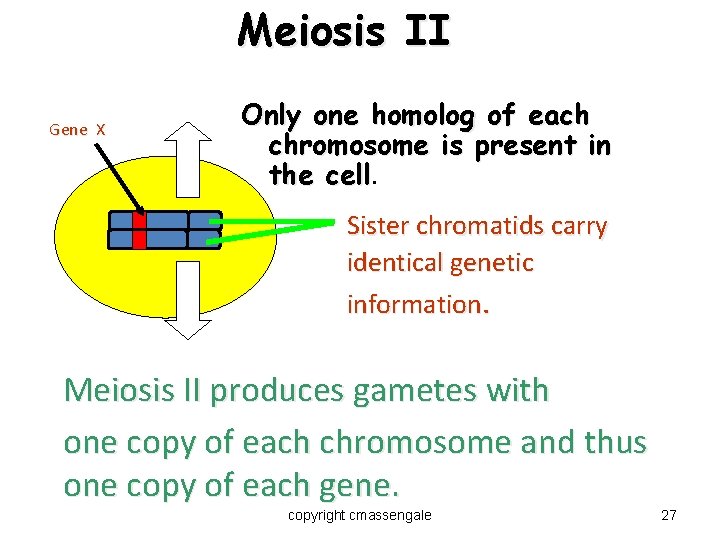 Meiosis II Gene X Only one homolog of each chromosome is present in the