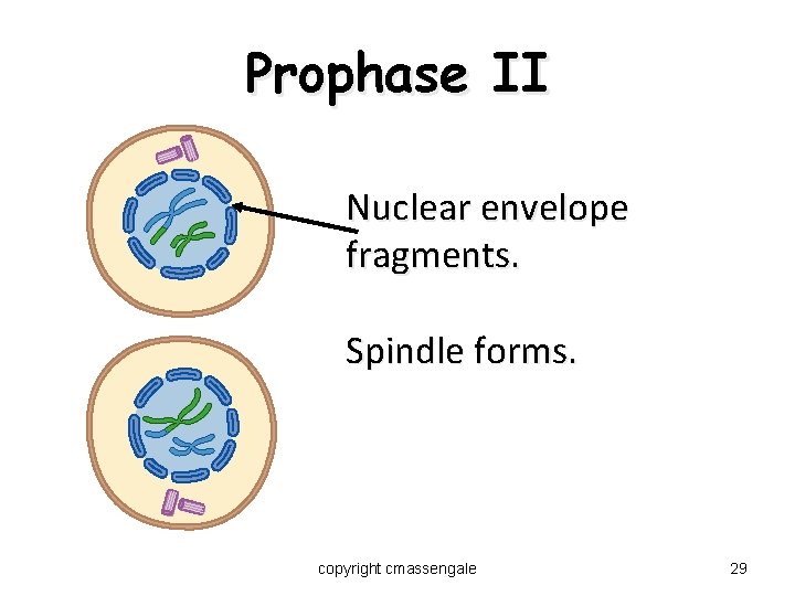 Prophase II Nuclear envelope fragments. Spindle forms. copyright cmassengale 29 