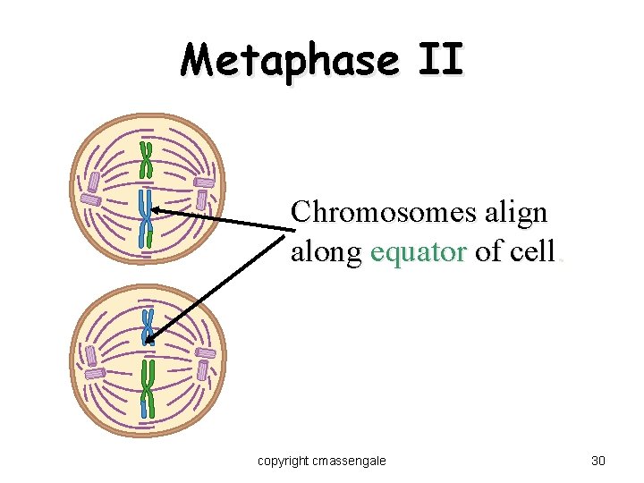 Metaphase II Chromosomes align along equator of cell. copyright cmassengale 30 
