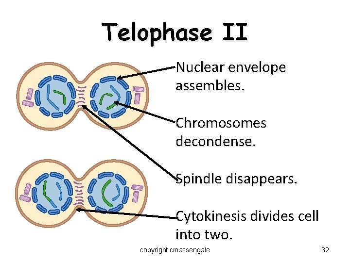 Telophase II Nuclear envelope assembles. Chromosomes decondense. Spindle disappears. Cytokinesis divides cell into two.