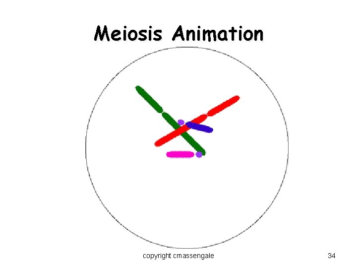 Meiosis Animation copyright cmassengale 34 