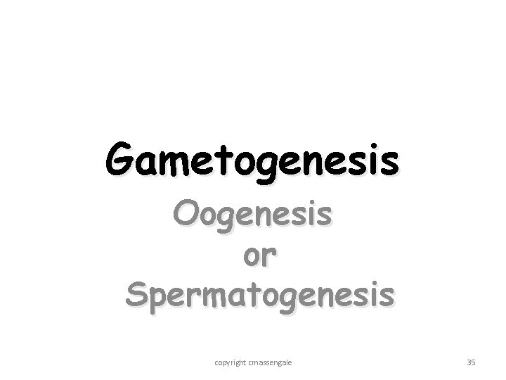 Gametogenesis Oogenesis or Spermatogenesis copyright cmassengale 35 