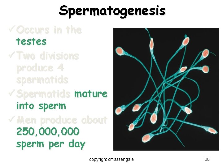 Spermatogenesis ü Occurs in the testes ü Two divisions produce 4 spermatids ü Spermatids