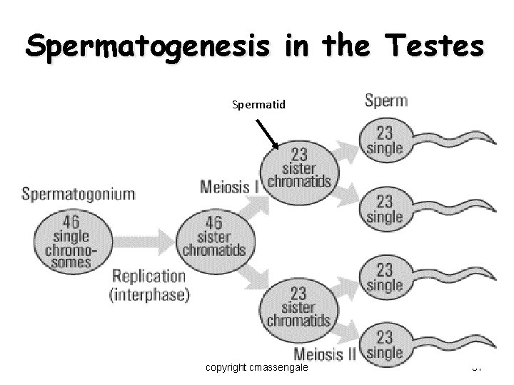 Spermatogenesis in the Testes Spermatid copyright cmassengale 37 