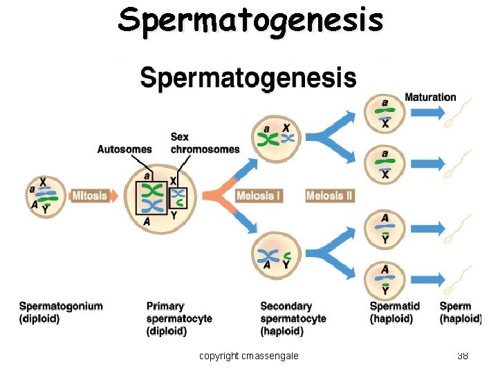 Spermatogenesis copyright cmassengale 38 