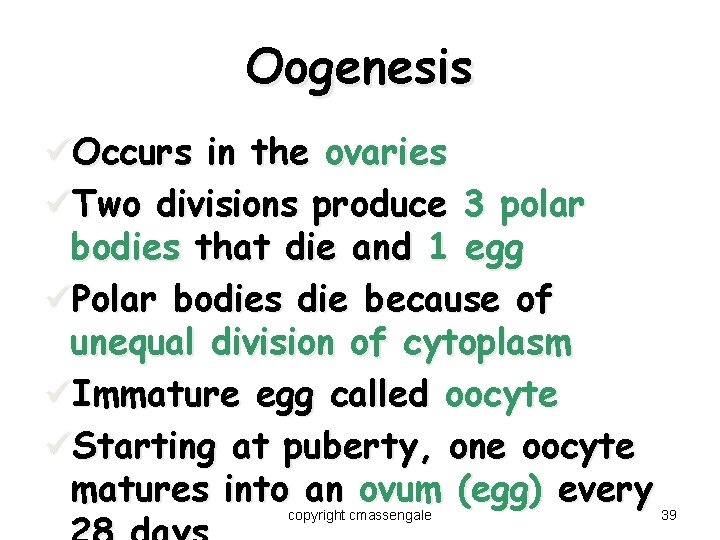 Oogenesis üOccurs in the ovaries üTwo divisions produce 3 polar bodies that die and