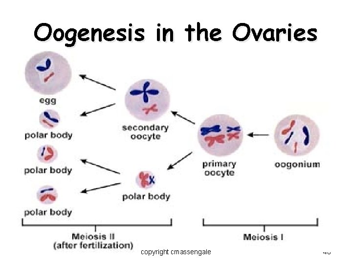 Oogenesis in the Ovaries copyright cmassengale 40 