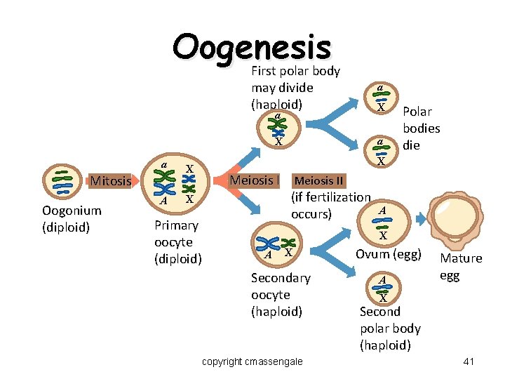 Oogenesis First polar body may divide (haploid) a X a Mitosis Oogonium (diploid) A