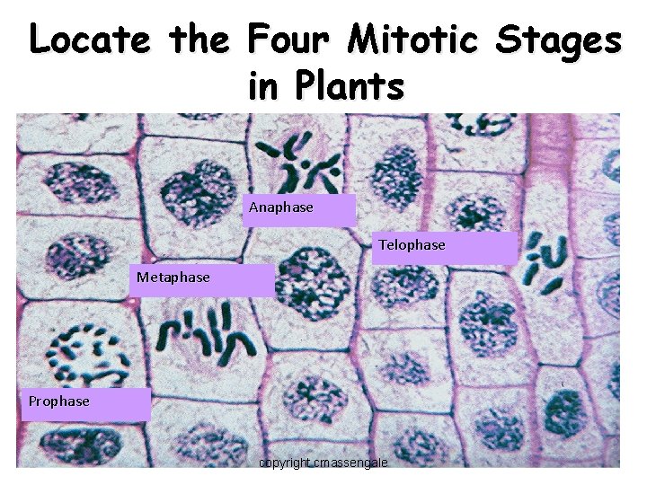 Locate the Four Mitotic Stages in Plants Anaphase Telophase Metaphase Prophase copyright cmassengale 5