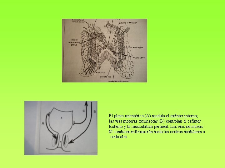 El plexo mientérico (A) modula el esfínter interno; las vías motoras extrínsecas (B) controlan