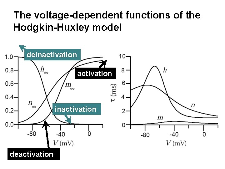 The voltage-dependent functions of the Hodgkin-Huxley model deinactivation deactivation 