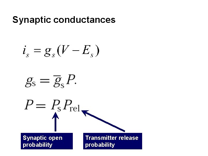 Synaptic conductances Synaptic open probability Transmitter release probability 