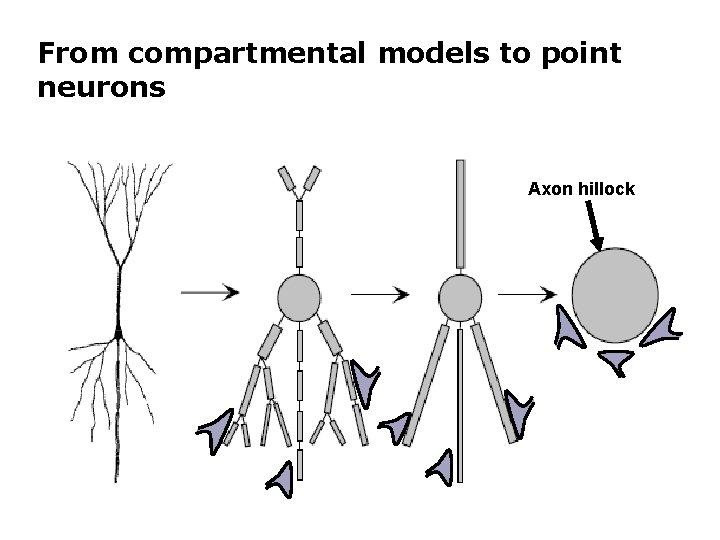 From compartmental models to point neurons Axon hillock 