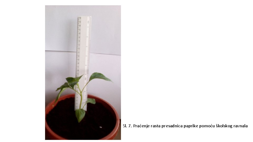 Sl. 7. Praćenje rasta presadnica paprike pomoću školskog ravnala 