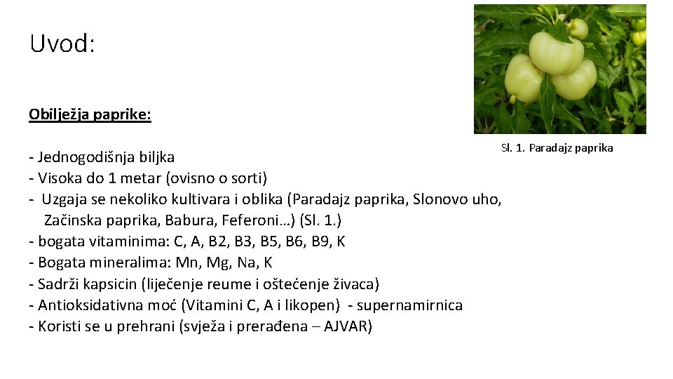 Uvod: Obilježja paprike: Sl. 1. Paradajz paprika - Jednogodišnja biljka - Visoka do 1