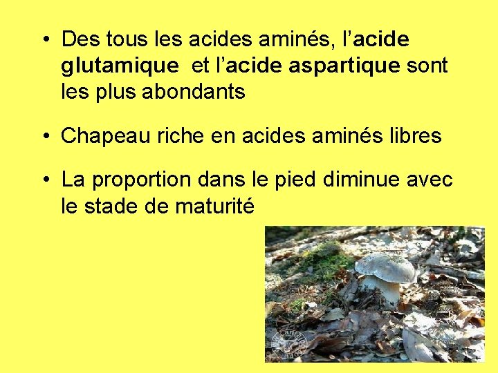  • Des tous les acides aminés, l’acide glutamique et l’acide aspartique sont les