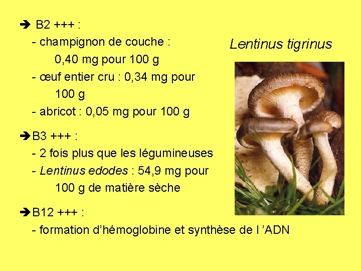  B 2 +++ : - champignon de couche : 0, 40 mg pour