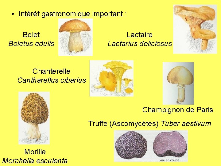  • Intérêt gastronomique important : Boletus edulis Lactaire Lactarius deliciosus Chanterelle Cantharellus cibarius