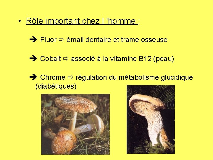  • Rôle important chez l ’homme : Fluor émail dentaire et trame osseuse