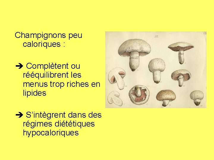 Champignons peu caloriques : Complètent ou rééquilibrent les menus trop riches en lipides S’intègrent