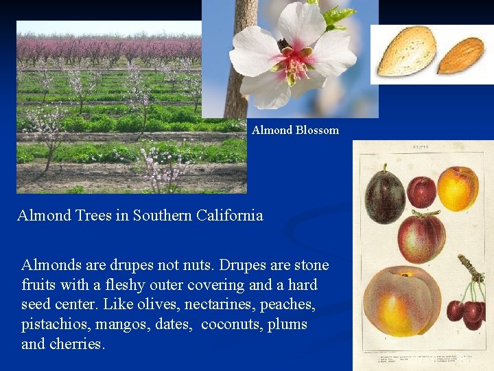 Almond Blossom Almond Trees in Southern California Almonds are drupes not nuts. Drupes are