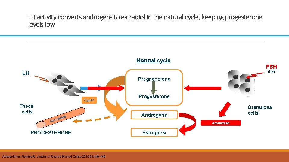 LH activity converts androgens to estradiol in the natural cycle, keeping progesterone levels low