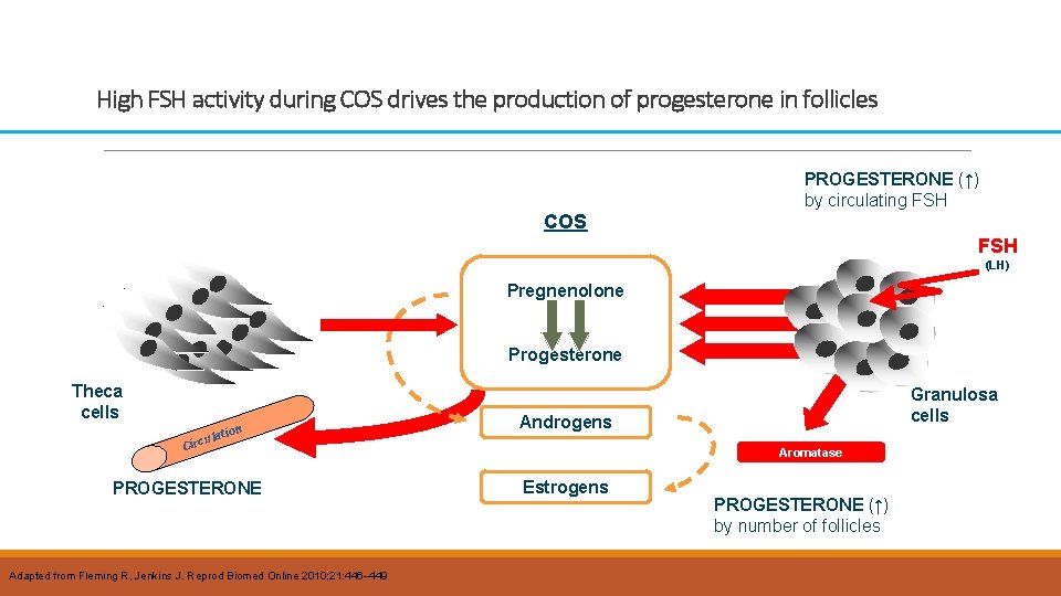 High FSH activity during COS drives the production of progesterone in follicles PROGESTERONE (↑)