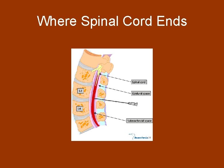 Where Spinal Cord Ends 